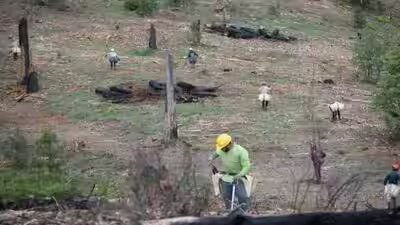 Reforestation crew plant seedlings on the mendocino national forest.jpg