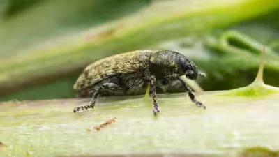 Rhinocyllus conicus.jpg
