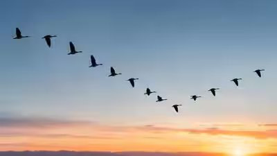 Scientists discover how the first bird learned to fly.jpg
