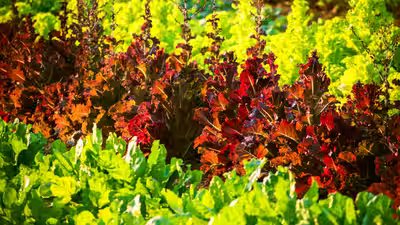 Scientists engineer lettuce and tobacco to produce myoglobin for meat alternatives.jpg