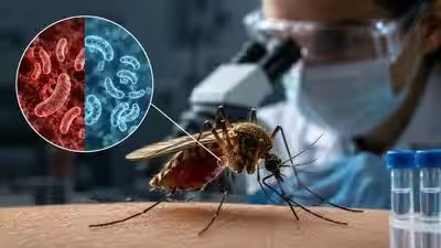 Scientists found a new way to stop malaria let the mosquito live but kill the parasite inside it.jpg