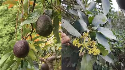 Scientists solve the 100 year old mystery behind why avocado flowers change sex over two days.jpg