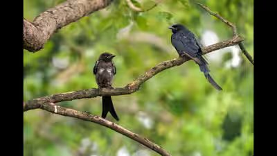 Siliguri aug 07 ani a juvenile and an adult black drongo perch on a tree bra.jpg