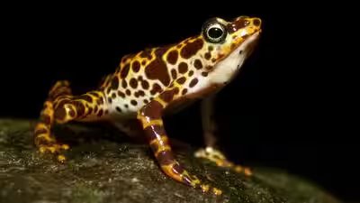 South american frogs are losing their poisonous skin which keeps them safe from predators.jpg