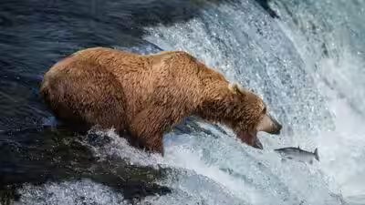 The cameras show brown bears waiting around brooks falls as sockeye salmon travel upstream.jpg