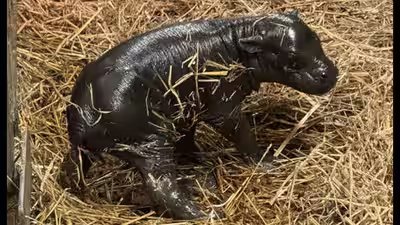 Toronto gets its pygmy hippo calf on sunday born to 20 year old mother kindia.jpg