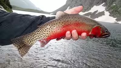 Trout.jpg