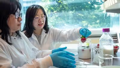 Ubc scientists ivy chiu and dr tianxi yang in the lab.jpg