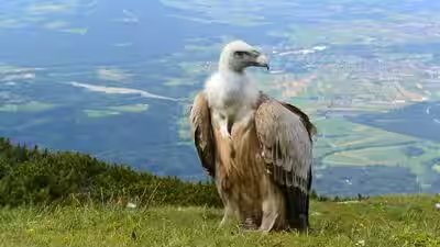 Vulture.jpg