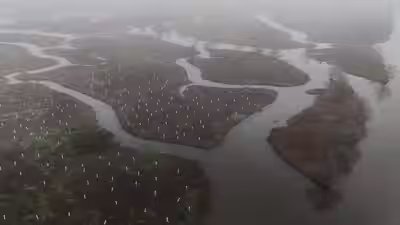 What can toughen louisiana coast against worsening storms 4 years and 30000 trees.jpg