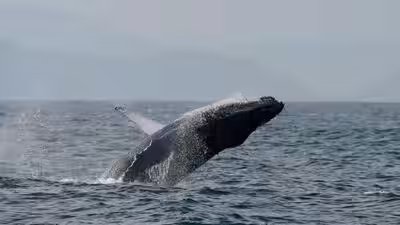 A humpback whale breaches off the coast of rio de janeiro brazil.jpg