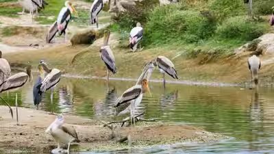 All 3 bird islands disappeared in texas one restored island now hosts 2500 nesting pairs.jpg