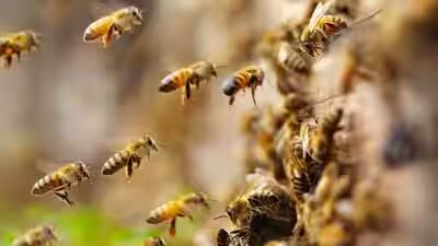 Bees.jpg