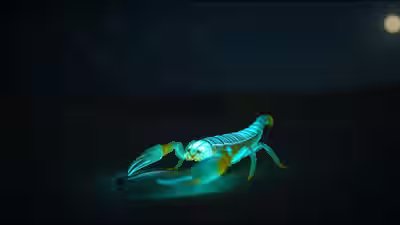 Bioluminescent scorpion glows.jpg