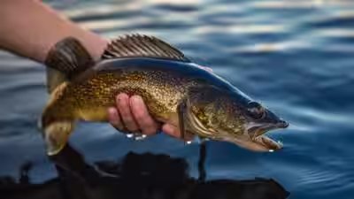 Both mcdermott lake and sandy beach lake had previously supported natural walleye recruitment.jpg