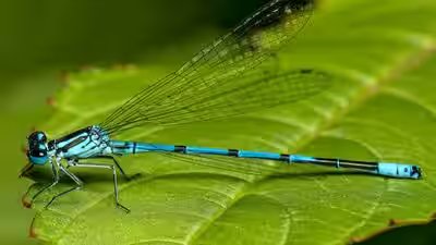 Damselfly.jpg