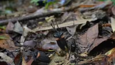Devil flower with no leaves no branches.jpg
