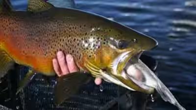 Photo rainbow trout image credit cwseducation.jpg