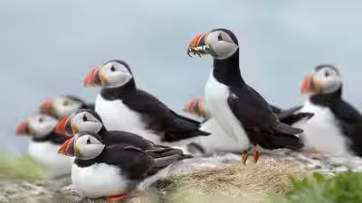 Puffins.jpg