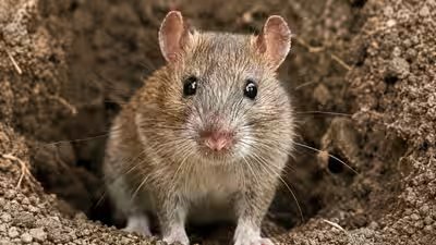Rat.jpg