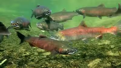 Salmon.jpg