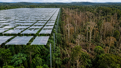 Scientists covered an amazon rainforest plot with 6000 panels to block half its rain large trees die.png
