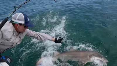 Sharks off nys hamptons image credit the associated press.jpg