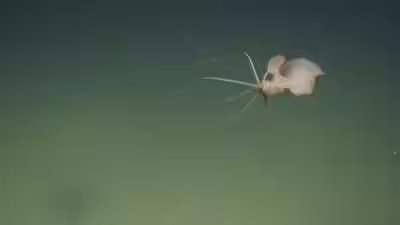 Squid.jpg