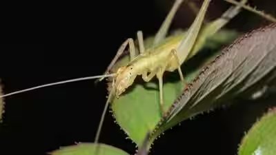 The research focused on nine extinct insect species related to modern crickets and katydids.jpg