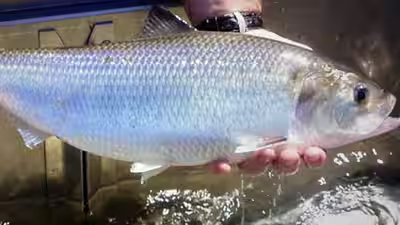 Virginia removed a dam that had blocked migrating fish for over 70 years image credit fwsgov.jpg